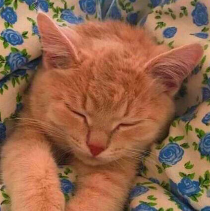 A close-up of a ginger tabby cat sleeping in a white and blue blanket.