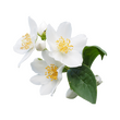An image of three jasmine flowers.
