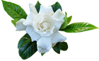 An image of a white gardenia flower.